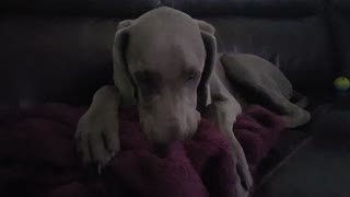Rufus the Weimaraner Puppy Kneading His Blanket