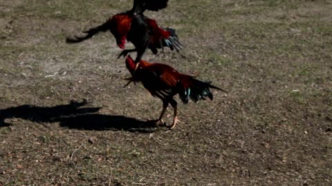 Small Cock Fighting/Cock Fighting/#RealMoney