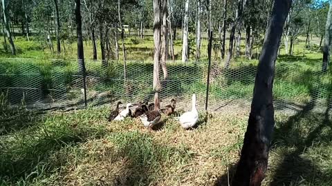 Ducklings eating grass, while the geese watch over them