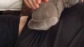 CAT LOVES DADDY SO MUCH