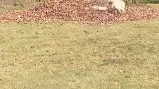 Golden Puppies Chase around leaf pile.