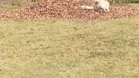 Golden Puppies Chase around leaf pile.