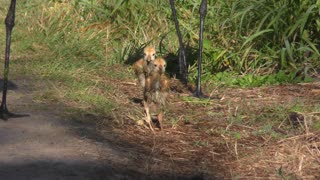 Sandhill Crane Chicks Follow their Parents in Florida park