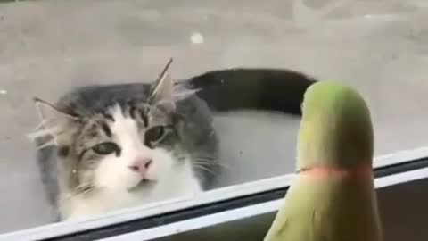 The budgie annoys the cat