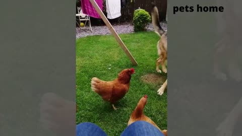 funniest animal videos tha will 100% make you laugh - by pets home 2022.