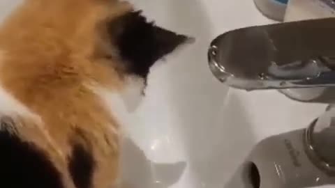 Nice shot of a cat washing his face, see what he does