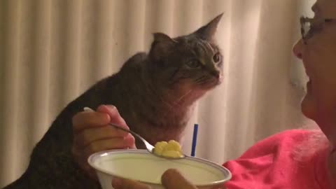 Cat on arm of couch begs for cereal milk