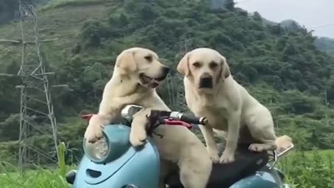 good news! a couple of dogs are having an affair on a motorcycle caught on a cctv camera!