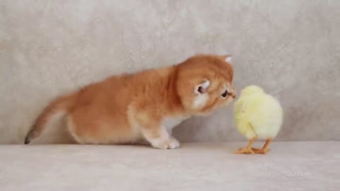 Garfield Plays With a Tiny Chicken