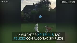 1 balão e 2 cães: felicidade garantida!