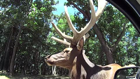 Huge Elk at a drive through Safari in Virginia