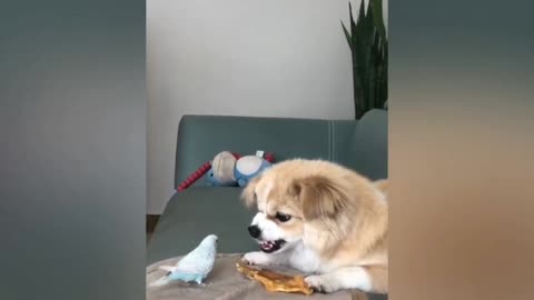 Angry dog with Bird 🕊️ | intresting video | amazing beautiful video