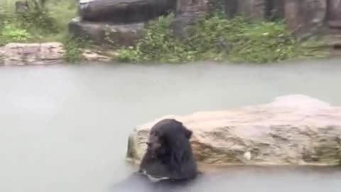 Bear bathing in the rain