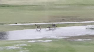 Coyotes Frolic on Flooded Golf Course