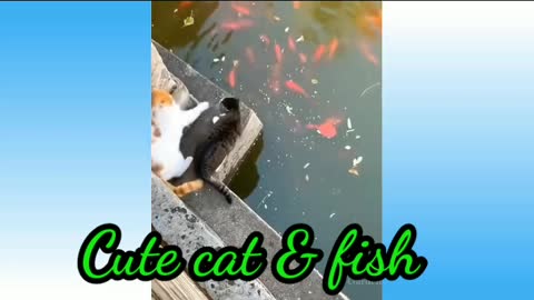 Cute cat & fish, YouTube