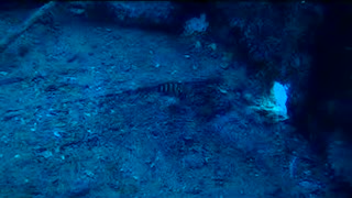 The Sea Tiger Wreck