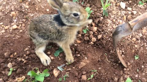 Baby Rabbit in a fight with a farmer's tool | He is very scared