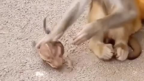 Funny moment of monkey 🐒🐵 with frog 🐸🐸 /funny /forg /monkey