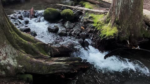 SILENT PERSPECTIVES of PEACEFUL Ramona Creek! | Ramona Falls | Mount Hood Wilderness | 4K | Oregon