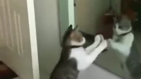 The cat in front of the mirror
