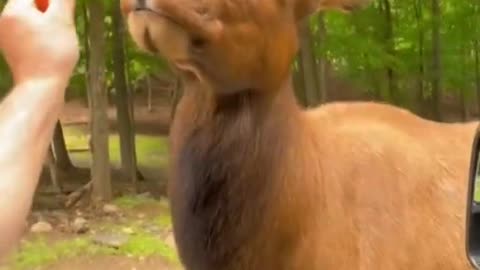 Animal show tantrums when a men feed him