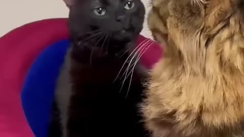 cats meme original videos