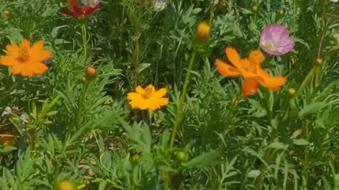 wild chrysanthemum