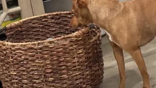 Blanket Basket Causes Coughs