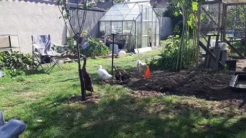 Young runner ducks in the garden