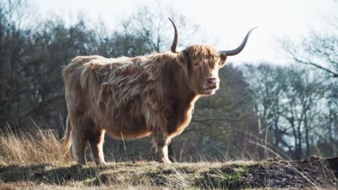 Cattle cow highland longhorn autumn Scotland