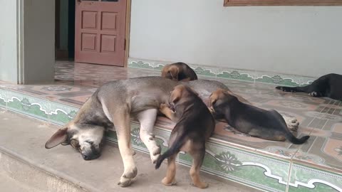 The mother dog feeding the puppies is super cute