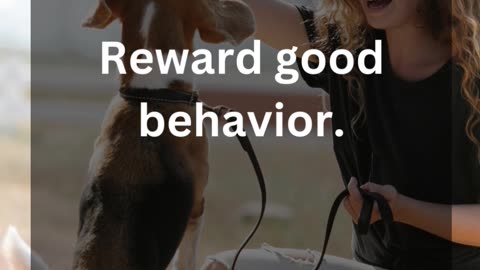Your Dog’s Favorite Reward!