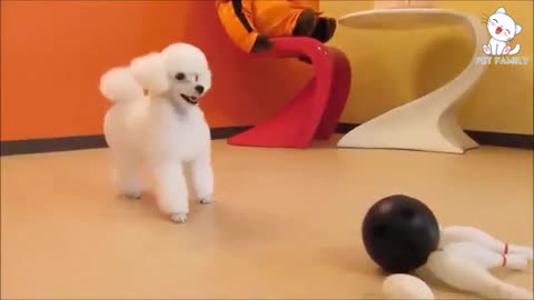 Cute Dog Training
