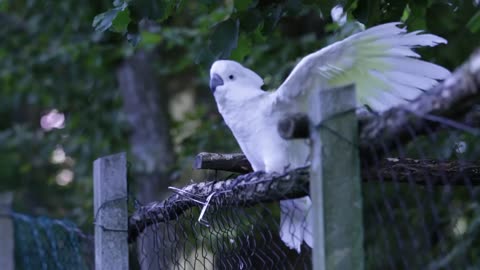 Dancing White Parrot Video