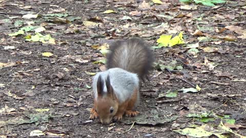 Hungry LittleSquirrel