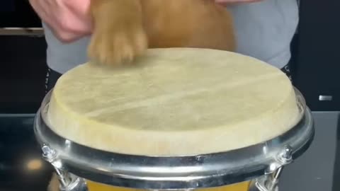 Puppy Drums #shorts