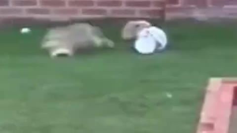 Best Funny Animal Videos 2022 😂