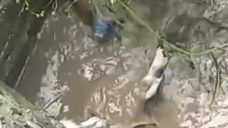 Mother Dog Saves Puppies During Flooding