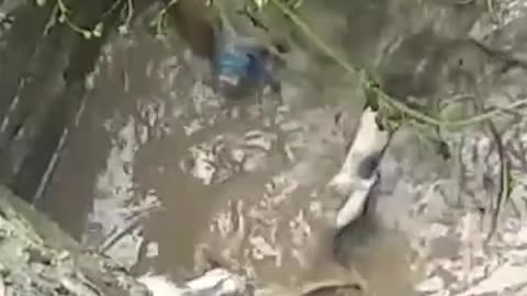 Mother Dog Saves Puppies During Flooding