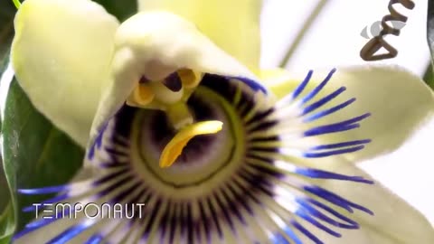 Timelapse Passion Flowers Growing and Blooming