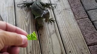 Feeding Iguana Lettuce at A Restaurant