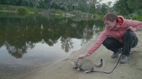 British Shorthair Tabby cat in collar walking on sand outdoor - plays with woman near forest river