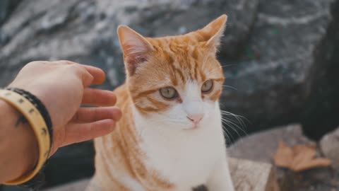 cats maroc