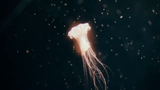 Amazing sea creature ! Like a Light