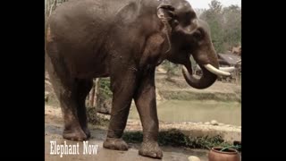 Elephant take water from The Bowl And Pour Water on His Body