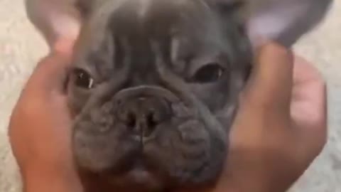 Very nice Baby Dogs - Funny dogs Videos Compilation #DOG #FUNNY #dOGS #SHORT 2022.