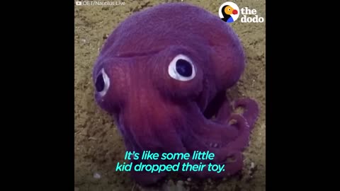 Funny Scientists Freak Out Over Crazy-Looking Sea Animals | The Dodo