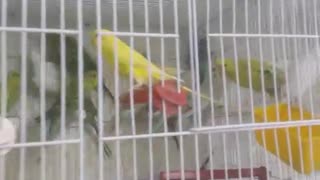 parrots in different color