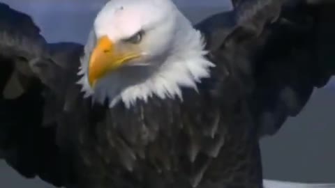 Bald eagles are huge attack
