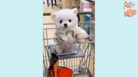 BabyDogs- cute and funny Dog
